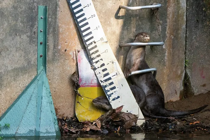 Framed Print : Smoother coated otters (Lutrogale perspicillata) at edge of urban river, Singapore Framed Print : Smoother coated otters (Lutrogale perspicillata) at edge of urban river, Singapore