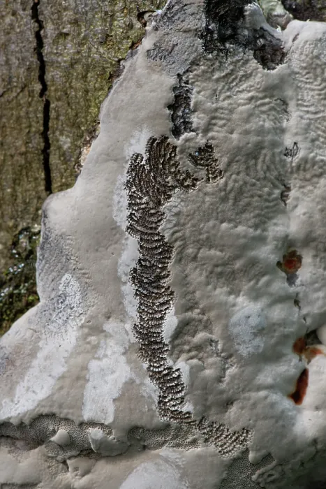 Framed Print : Snail feeding marks, caused by radula, on Bracket fungus, Slovenia. May Framed Print : Snail feeding marks, caused by radula, on Bracket fungus, Slovenia. May
