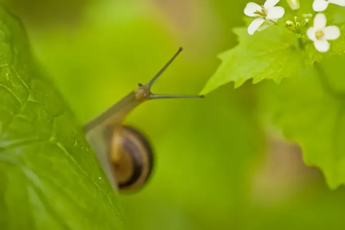 Framed Print : Snail on Garlic mustard (Alliaria petiolata) leaves, Hallerbos, Belgium, April 2009 Framed Print : Snail on Garlic mustard (Alliaria petiolata) leaves, Hallerbos, Belgium, April 2009
