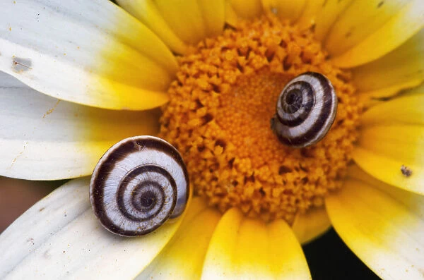 Snail shells on Crown daisy (Glebionis coronarium) flower, Kritsa, Crete, Greece