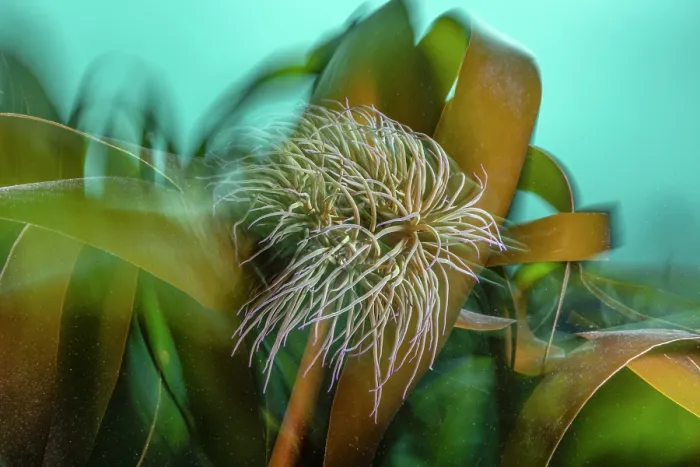 Framed Print : Snake locks anemone (Anemonia viridis) attached to Golden kelp (Laminaria ochroleuca) swaying in the current, Falmouth, Cornwall, UK, English Channel Framed Print : Snake locks anemone (Anemonia viridis) attached to Golden kelp (Laminaria ochroleuca) swaying in the current, Falmouth, Cornwall, UK, English Channel