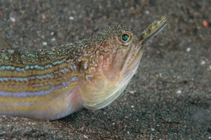 Framed Print : Snakefish (Trachinocephalus myops) swallowing a Dragonet prey, Bali, Pacific Ocean Framed Print : Snakefish (Trachinocephalus myops) swallowing a Dragonet prey, Bali, Pacific Ocean