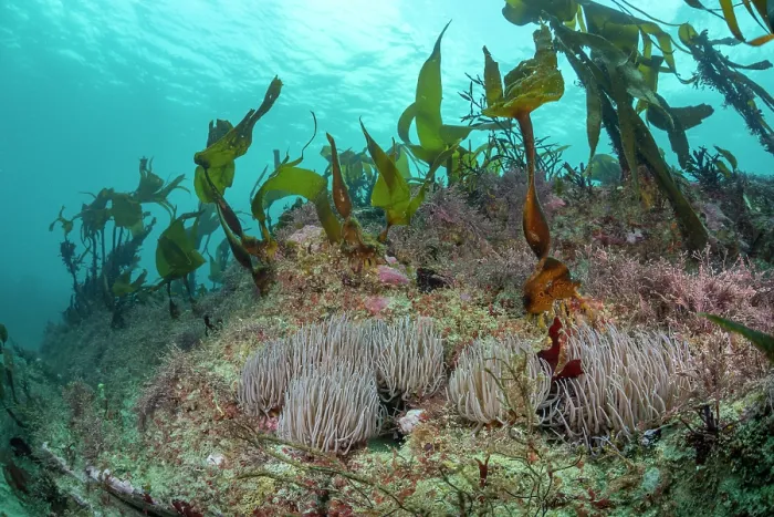 Framed Print : Snakelocks anemones (Anemonia viridis) on rocky reef with Kelp (Laminaria hyperborea) and Common coral weed (Corallina officinalis), Lizard Peninsula, Cornwall, UK Framed Print : Snakelocks anemones (Anemonia viridis) on rocky reef with Kelp (Laminaria hyperborea) and Common coral weed (Corallina officinalis), Lizard Peninsula, Cornwall, UK