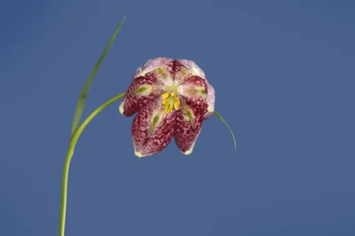 Framed Print : Snakes head fritillary (Fritillaria meleagris), view into flower with linear green nectaries Framed Print : Snakes head fritillary (Fritillaria meleagris), view into flower with linear green nectaries