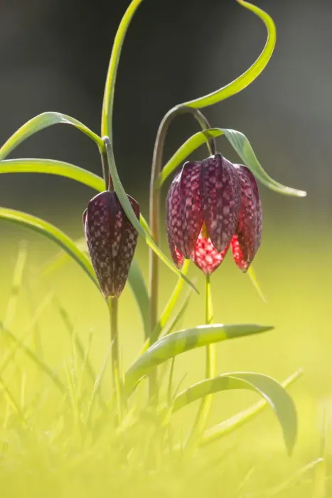 Framed Print : Snakeshead fritillary (Fritillaria meleagris) Clattinger Farm, Wiltshire, England, UK Framed Print : Snakeshead fritillary (Fritillaria meleagris) Clattinger Farm, Wiltshire, England, UK