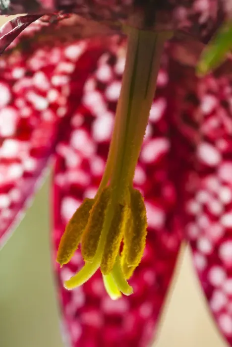 Framed Print : Snakeshead fritillary (Fritillaria meleagris) close up Framed Print : Snakeshead fritillary (Fritillaria meleagris) close up