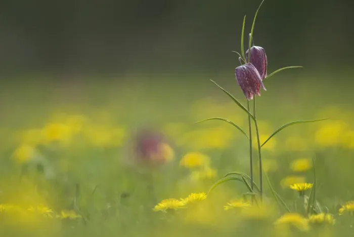 Framed Print : Snakeshead fritillary (Fritillaria meleagris) North Meadow, Cricklade Framed Print : Snakeshead fritillary (Fritillaria meleagris) North Meadow, Cricklade