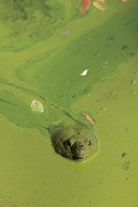 Framed Print : Snapping turtle (Chelydra serpentina) with head above water surface in blue green algal bloom (Woronichinia naegeliana). The microcystin produced is toxic to wildlife and humans Framed Print : Snapping turtle (Chelydra serpentina) with head above water surface in blue green algal bloom (Woronichinia naegeliana). The microcystin produced is toxic to wildlife and humans