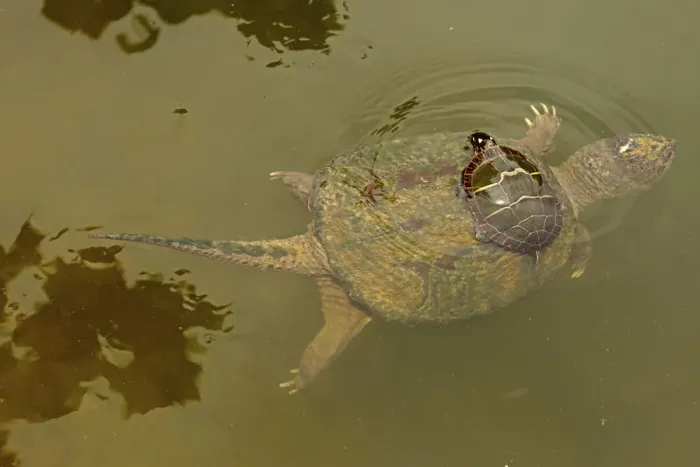 Framed Print : Snapping turtle (Chelydra serpentina) with Painted turtle (Chrysemys picta) feeding Framed Print : Snapping turtle (Chelydra serpentina) with Painted turtle (Chrysemys picta) feeding