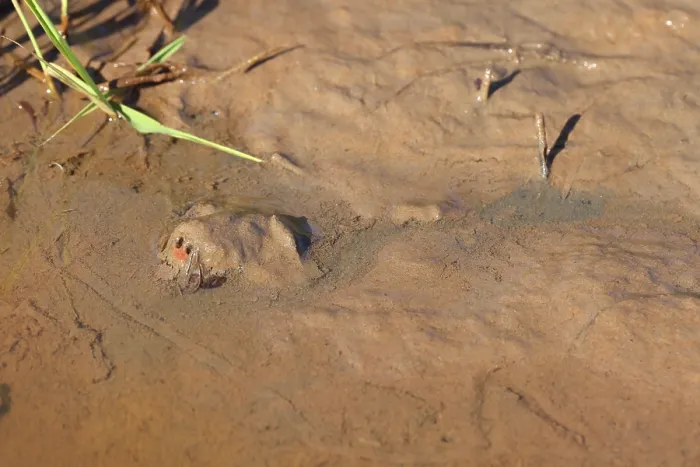 Framed Print : Snapping turtle (Chelydra serpentina) submerged in mud with only snout visible, Maryland, USA. April Framed Print : Snapping turtle (Chelydra serpentina) submerged in mud with only snout visible, Maryland, USA. April