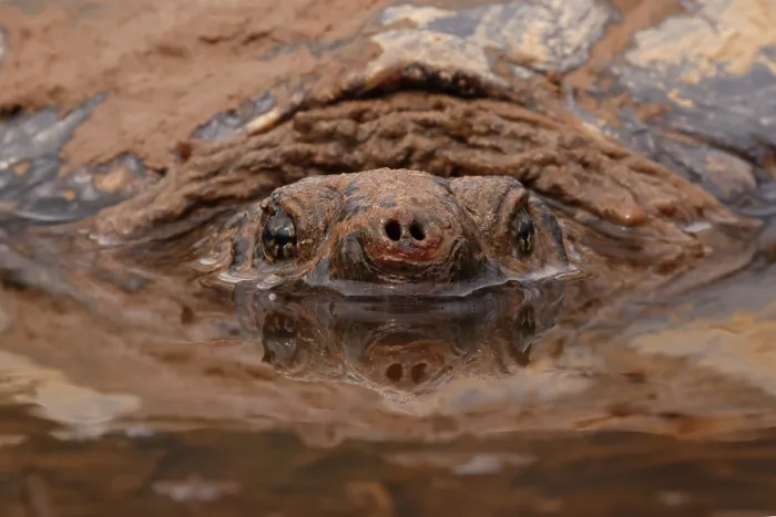 Framed Print : Snapping turtle (Chelydra serpentina) submerged in muddy water, Maryland, USA. March Framed Print : Snapping turtle (Chelydra serpentina) submerged in muddy water, Maryland, USA. March