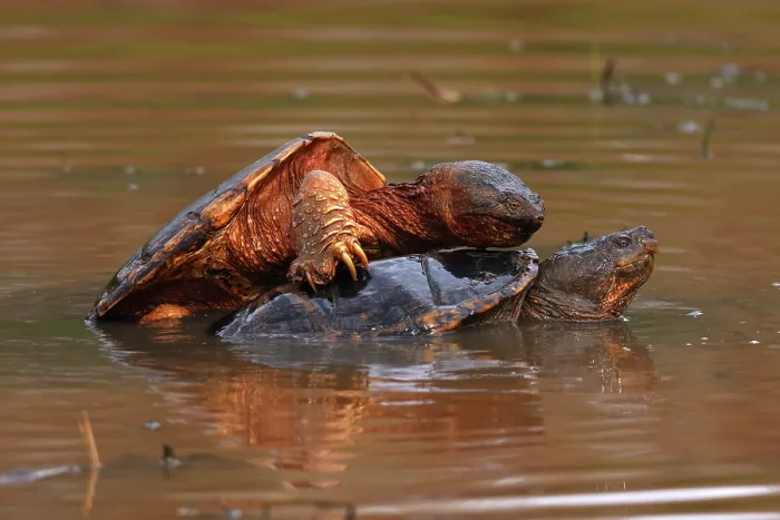 Framed Print : Snapping turtles (Chelydra serpentina) pair, mating in shallow water, Maryland, USA. April Framed Print : Snapping turtles (Chelydra serpentina) pair, mating in shallow water, Maryland, USA. April