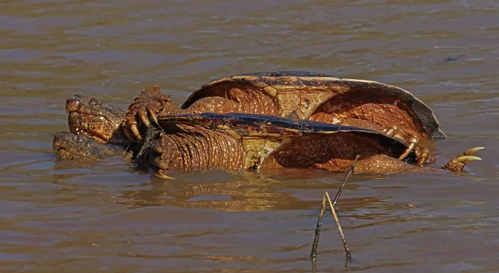 Framed Print : Snapping turtles (Chelydra serpentina) pair mating in shallow water, Maryland, USA. April Framed Print : Snapping turtles (Chelydra serpentina) pair mating in shallow water, Maryland, USA. April