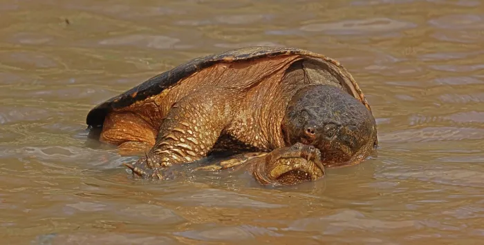 Framed Print : Snapping turtles (Chelydra serpentina) pair mating in shallow water, Maryland, USA. April Framed Print : Snapping turtles (Chelydra serpentina) pair mating in shallow water, Maryland, USA. April