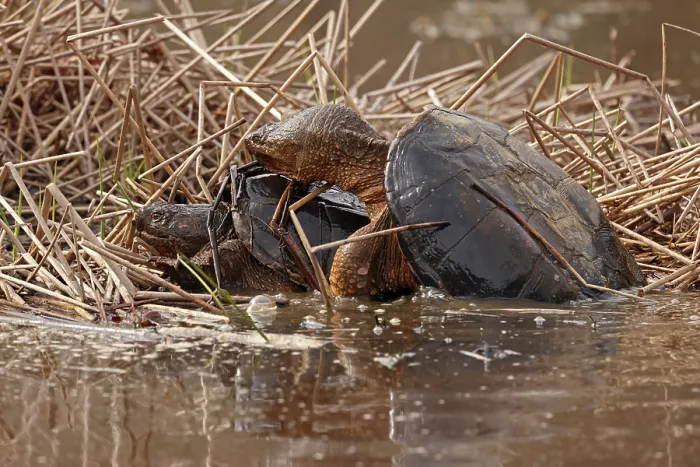 Framed Print : Snapping turtles (Chelydra serpentina) pair mating in shallow water, Maryland, USA. March Framed Print : Snapping turtles (Chelydra serpentina) pair mating in shallow water, Maryland, USA. March