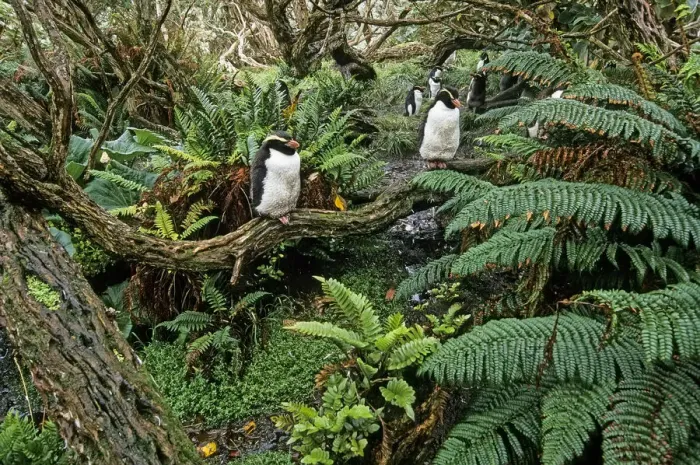 Framed Print : Snares Crested penguin (Eudyptes robustus) colony in Olearia lyallii forest, with Framed Print : Snares Crested penguin (Eudyptes robustus) colony in Olearia lyallii forest, with