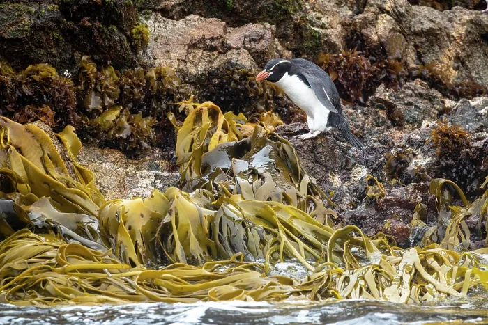 Framed Print : Snares crested penguin (Eudyptes robustus) standing on kelp-covered rocks on the shore, Snare Island, New Zealand Sub Antarctic Islands Framed Print : Snares crested penguin (Eudyptes robustus) standing on kelp-covered rocks on the shore, Snare Island, New Zealand Sub Antarctic Islands