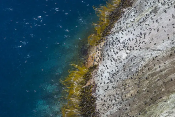 Framed Print : Snares island crested penguin (Eudyptes robustus) colony on the coast, high angle view Framed Print : Snares island crested penguin (Eudyptes robustus) colony on the coast, high angle view