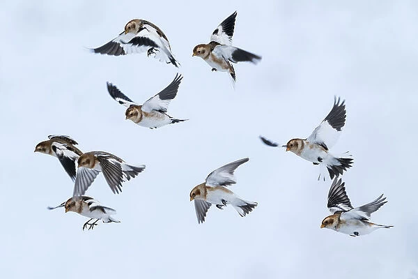 Snow bunting (Plectrophenax nivalis) flock in flight, brown feathers visible, Iceland. March