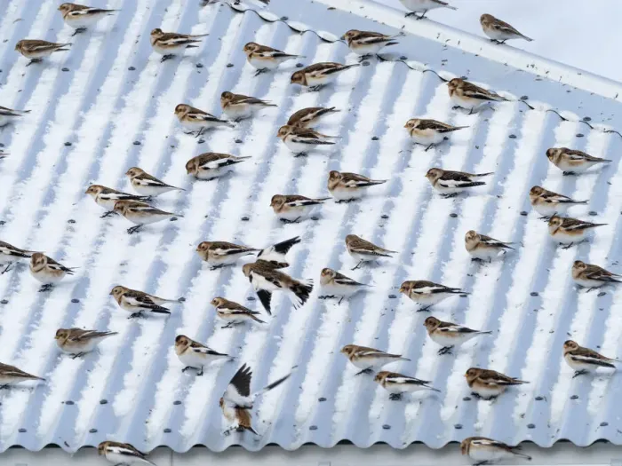 Framed Print : Snow bunting (Plectrophenax nivalis) flock resting on a roof, Iceland. March Framed Print : Snow bunting (Plectrophenax nivalis) flock resting on a roof, Iceland. March