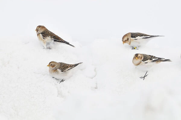 Snow Buntings (Plectrophenax nivalis) searching for food in snow, Cairngorms National Park