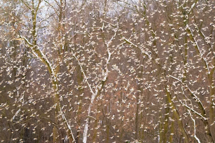 Framed Print : Snow buntings (Plectrophenax nivalis) large flock in flight with American beech (Fagus grandifolia) saplings behind, Vermont, USA. January Framed Print : Snow buntings (Plectrophenax nivalis) large flock in flight with American beech (Fagus grandifolia) saplings behind, Vermont, USA. January