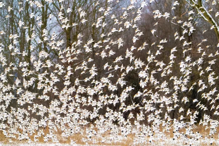Framed Print : Snow buntings (Plectrophenax nivalis) large flock taking flight in winter, Vermont, USA. January Framed Print : Snow buntings (Plectrophenax nivalis) large flock taking flight in winter, Vermont, USA. January