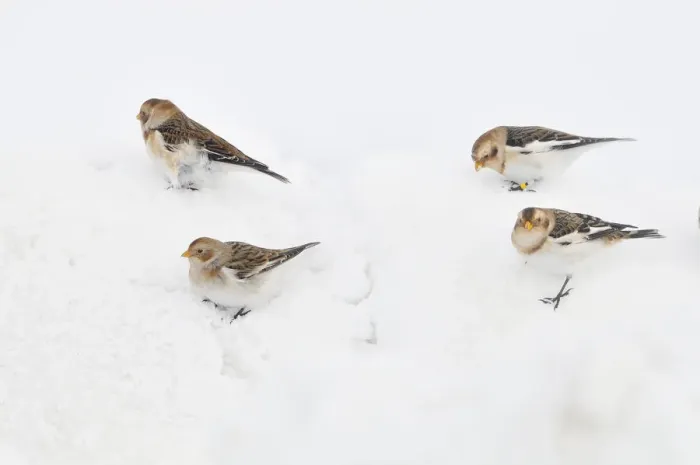Framed Print : Snow Buntings (Plectrophenax nivalis) searching for food in snow, Cairngorms National Park Framed Print : Snow Buntings (Plectrophenax nivalis) searching for food in snow, Cairngorms National Park