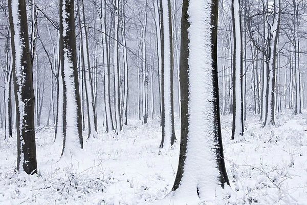 Snow-covered Beech (Fagus sylvatica) woodland. West Woods, Compton Abbas, Dorset
