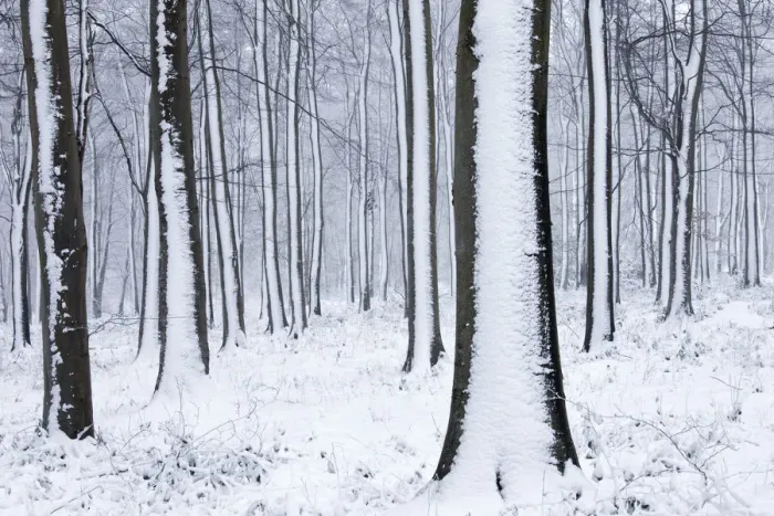 Framed Print : Snow-covered Beech (Fagus sylvatica) woodland. West Woods, Compton Abbas, Dorset Framed Print : Snow-covered Beech (Fagus sylvatica) woodland. West Woods, Compton Abbas, Dorset