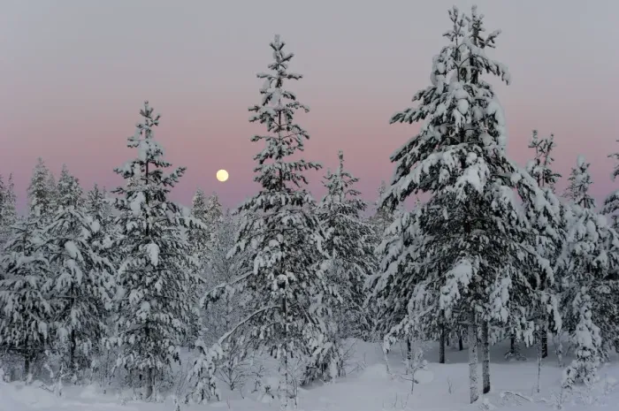Framed Print : Snow covered conifer trees at sunset, Kuusamo, Finland. February 2011 Framed Print : Snow covered conifer trees at sunset, Kuusamo, Finland. February 2011