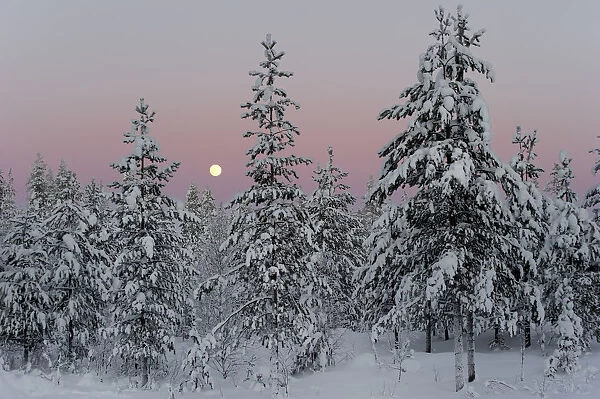 Snow covered conifer trees at sunset, Kuusamo, Finland. February 2011