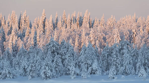 Snow covered forest in afternoon light. Central Finland. January 2019