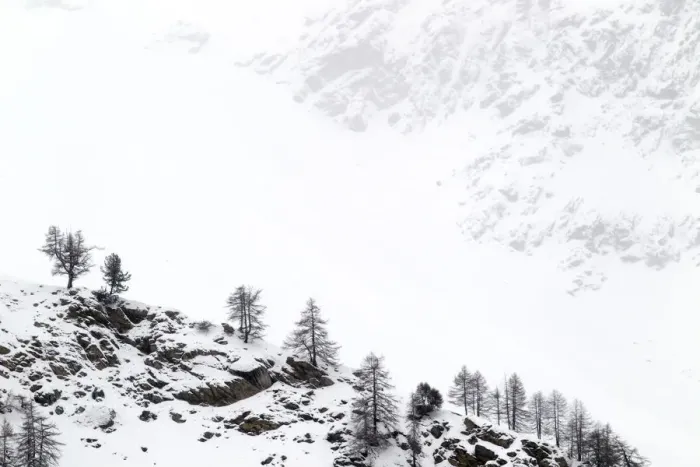 Framed Print : Snow covered mountain slopes with pine trees in Gran Paradiso National Park, Italy Framed Print : Snow covered mountain slopes with pine trees in Gran Paradiso National Park, Italy