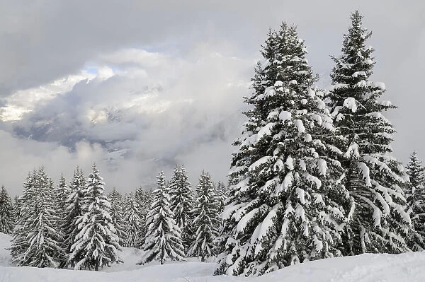 Snow-covered Pine trees and clouds over Mont Blanc after a recent snowstorm, Les Houches