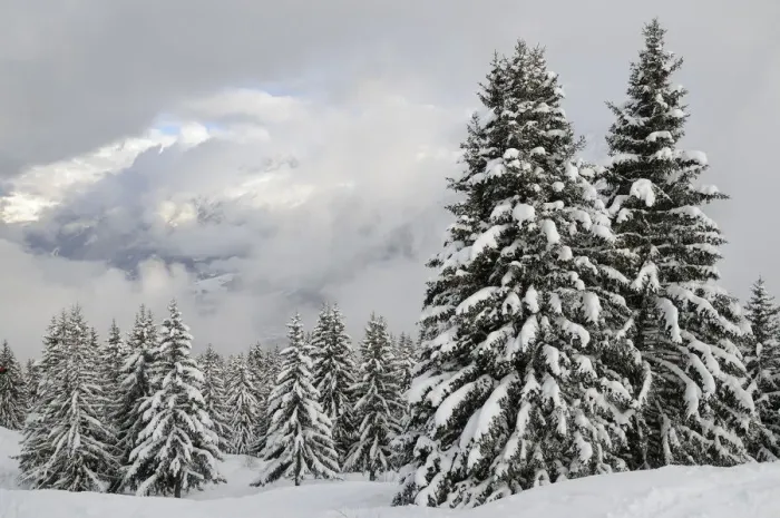 Framed Print : Snow-covered Pine trees and clouds over Mont Blanc after a recent snowstorm, Les Houches
