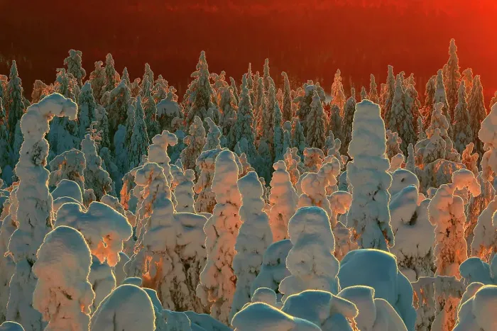 Framed Print : Snow-covered taiga forest in Finland. Honoured in the MontPhoto awards 2020 Framed Print : Snow-covered taiga forest in Finland. Honoured in the MontPhoto awards 2020