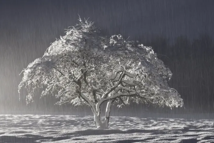 Framed Print : Snow covered tree, Northumberland, England. November 2010