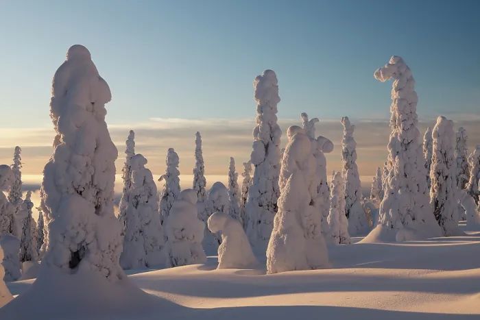 Framed Print : Snow-covered trees in winter, Riisitunturi National Park, Lapland, Finland. January, 2024 Framed Print : Snow-covered trees in winter, Riisitunturi National Park, Lapland, Finland. January, 2024