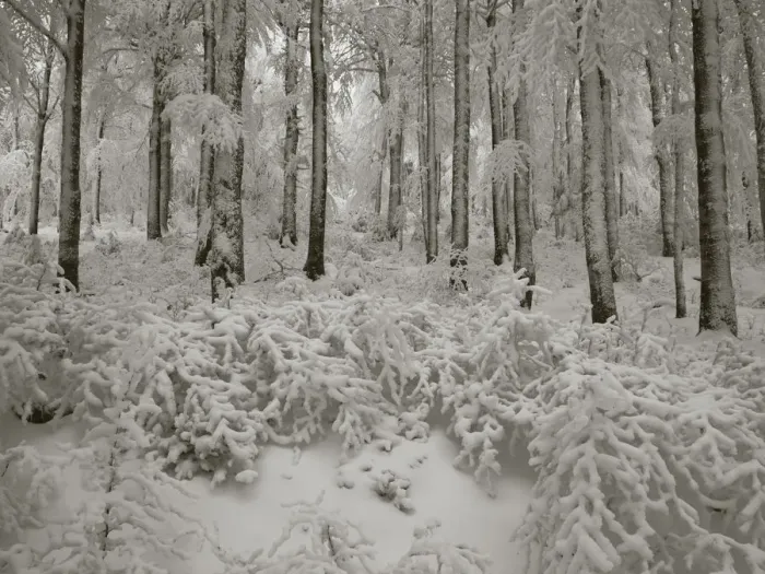 Framed Print : Snow-covered woods after a snowstorm at Col de la Schucht, Vosges Mountains, France Framed Print : Snow-covered woods after a snowstorm at Col de la Schucht, Vosges Mountains, France