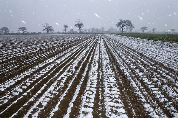 Snow falling on arable land with Oak trees in the background, Southrepps, Norfolk