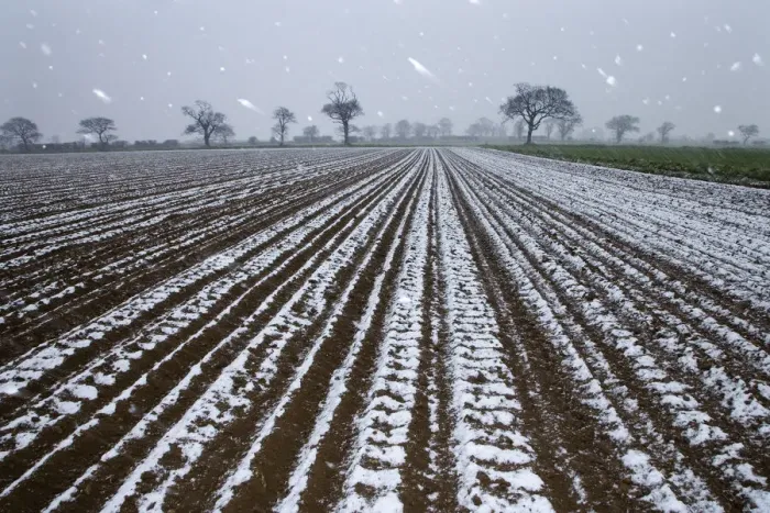 Framed Print : Snow falling on arable land with Oak trees in the background, Southrepps, Norfolk Framed Print : Snow falling on arable land with Oak trees in the background, Southrepps, Norfolk