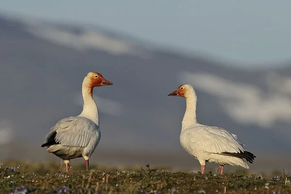 Snow geese (Chen caerulescens caerulescens) pair in habitat, with rusty orange faces
