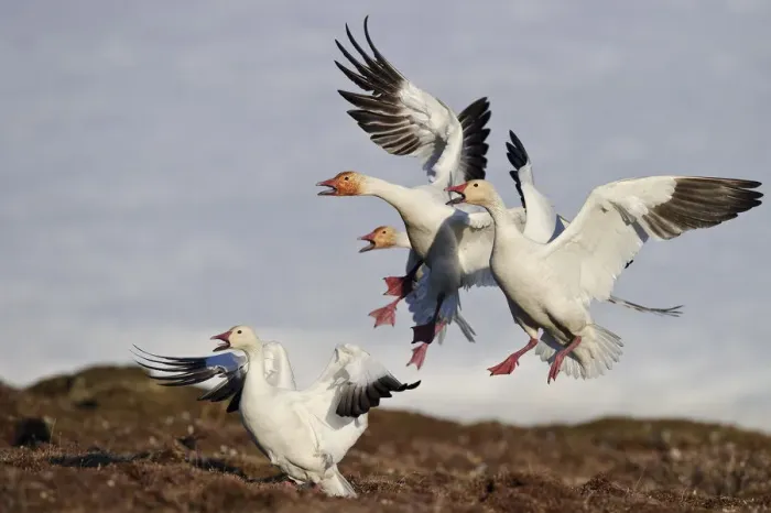 Framed Print : Snow geese (Chen caerulescens caerulescens) group calling and landing, Wrangel Island Framed Print : Snow geese (Chen caerulescens caerulescens) group calling and landing, Wrangel Island
