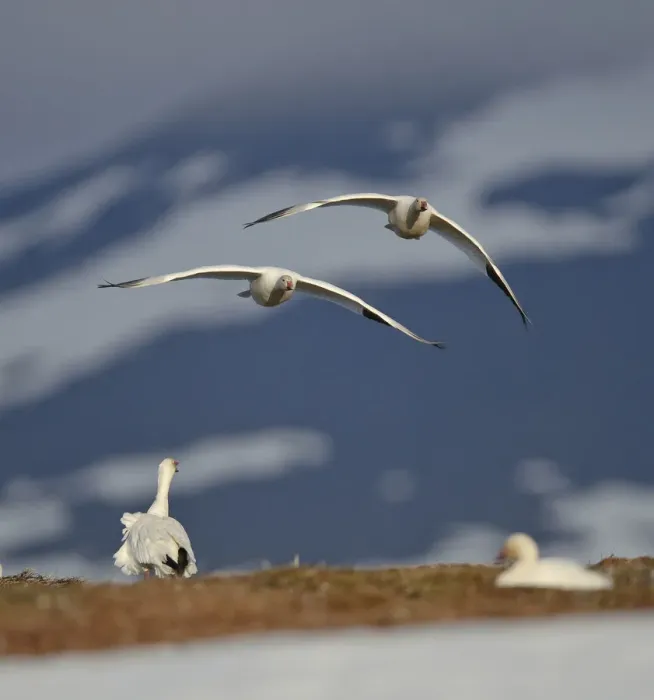 Framed Print : Snow geese (Chen caerulescens caerulescens) pair in flight, Wrangel Island, Far Eastern Russia Framed Print : Snow geese (Chen caerulescens caerulescens) pair in flight, Wrangel Island, Far Eastern Russia