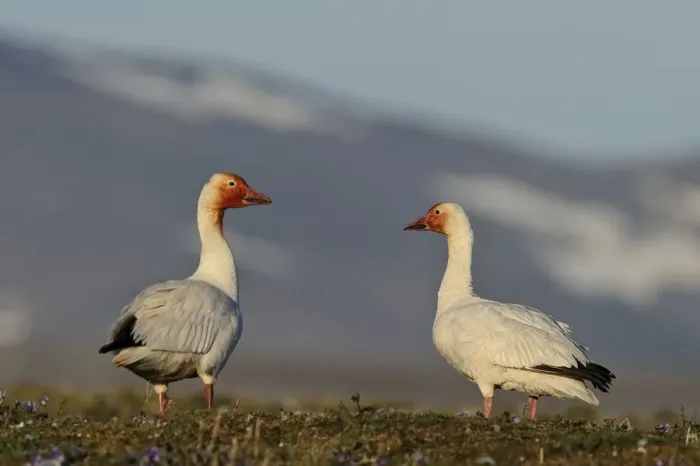 Framed Print : Snow geese (Chen caerulescens caerulescens) pair in habitat, with rusty orange faces Framed Print : Snow geese (Chen caerulescens caerulescens) pair in habitat, with rusty orange faces