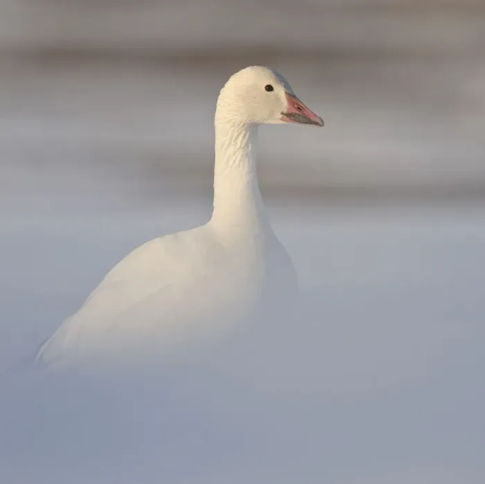 Framed Print : Snow geese (Chen caerulescens caerulescens) portrait in mist, Wrangel Island, Far Eastern Russia Framed Print : Snow geese (Chen caerulescens caerulescens) portrait in mist, Wrangel Island, Far Eastern Russia