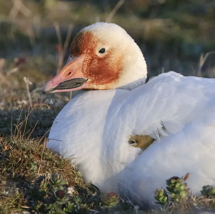 Framed Print : Snow goose (Chen caerulescens caerulescens) brooding chicks, with rusty orange face Framed Print : Snow goose (Chen caerulescens caerulescens) brooding chicks, with rusty orange face