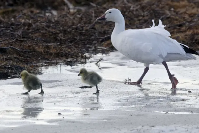 Framed Print : Snow goose (Chen caerulescens caerulescens) parent with chicks walking across ice Framed Print : Snow goose (Chen caerulescens caerulescens) parent with chicks walking across ice