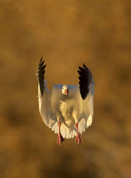 Snow Goose (Chen caerulescens), coming in to land. Bosque del Apache, New Mexico